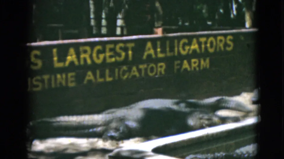 1952 8mm Quebec frame showing a cropped World's Largest Alligators sign and an alligator stretched along the front of the pen.