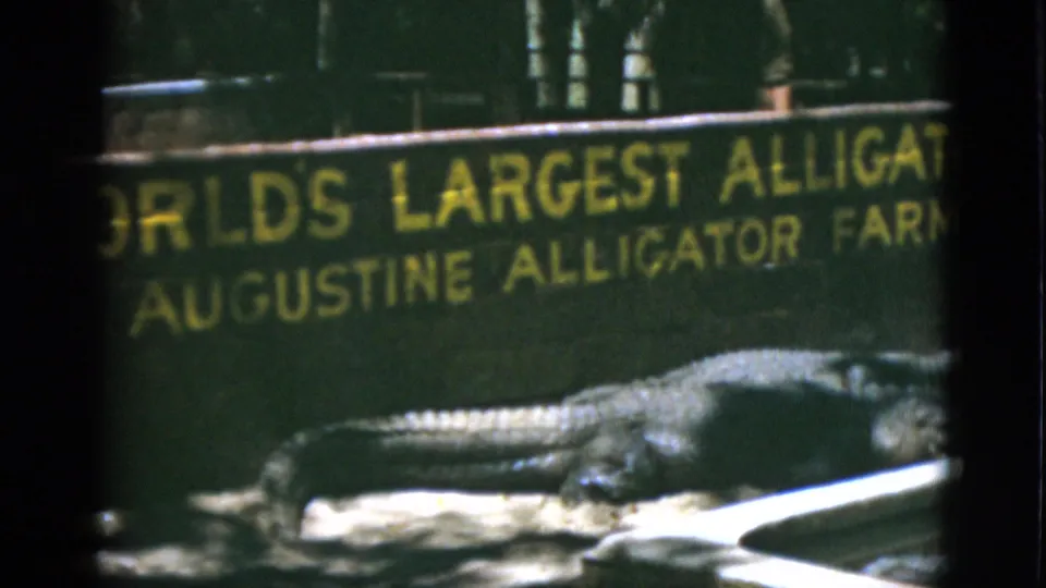 1952 Quebec home-movie frame with a large alligator beside a white rail and a yellow-lettered Augustine Alligator Farm sign.