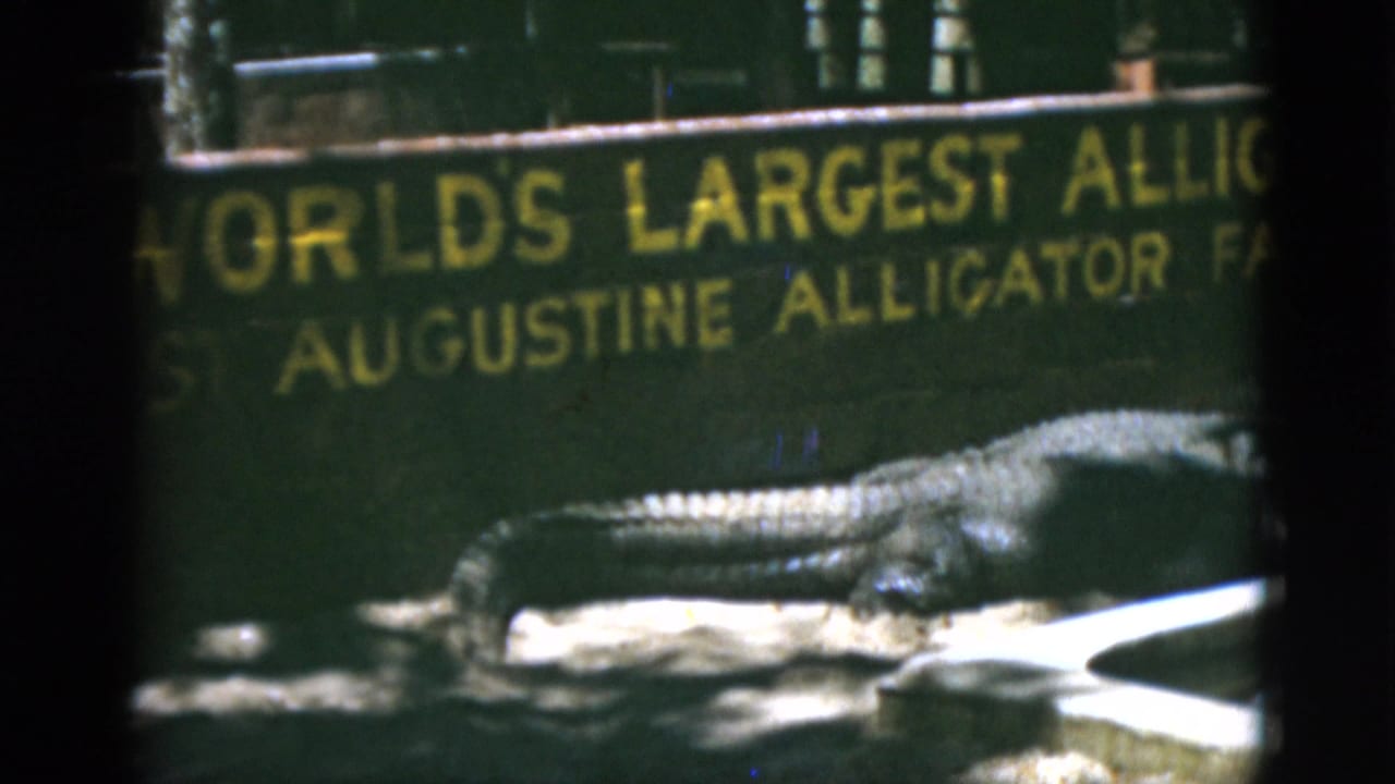 1952 8mm frame showing a large reptile beside a partly readable alligator-farm sign in a shaded outdoor enclosure.