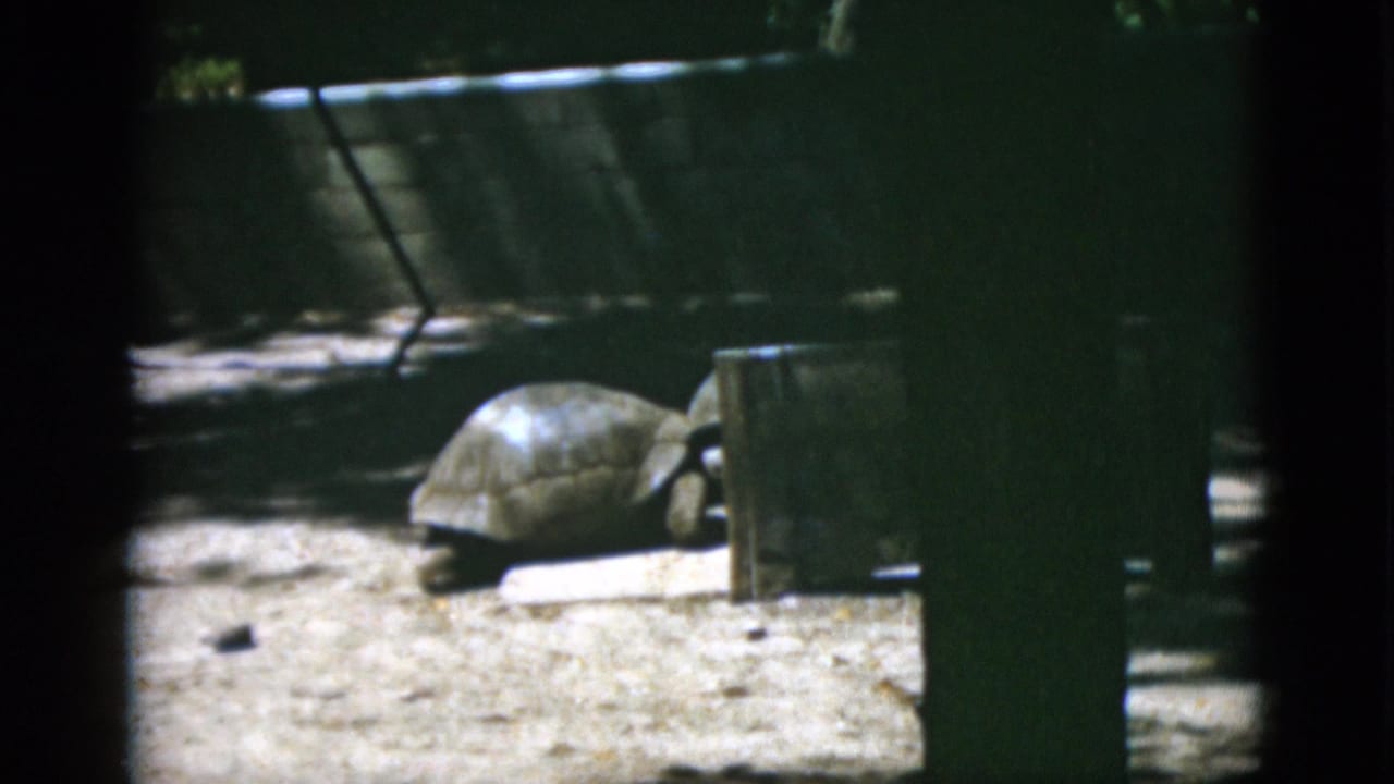 1952 8mm frame of a large tortoise moving through a sunlit captive enclosure with concrete walls and sandy ground.
