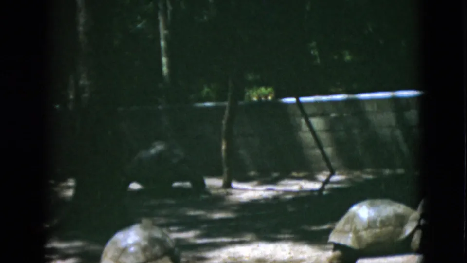 1952 8mm frame showing several large tortoises in a shaded outdoor enclosure, viewed from a visitor's camera position.