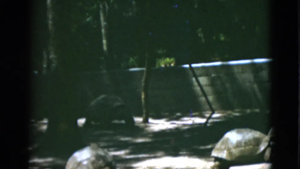 1952 8mm frame of two large tortoises in a shaded captive pen, with concrete walls and dappled sunlight visible behind them.