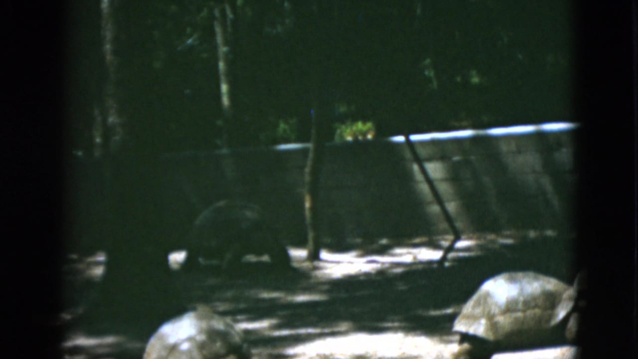 Two large turtles in a shaded sandy enclosure with trees and a low wall behind them.