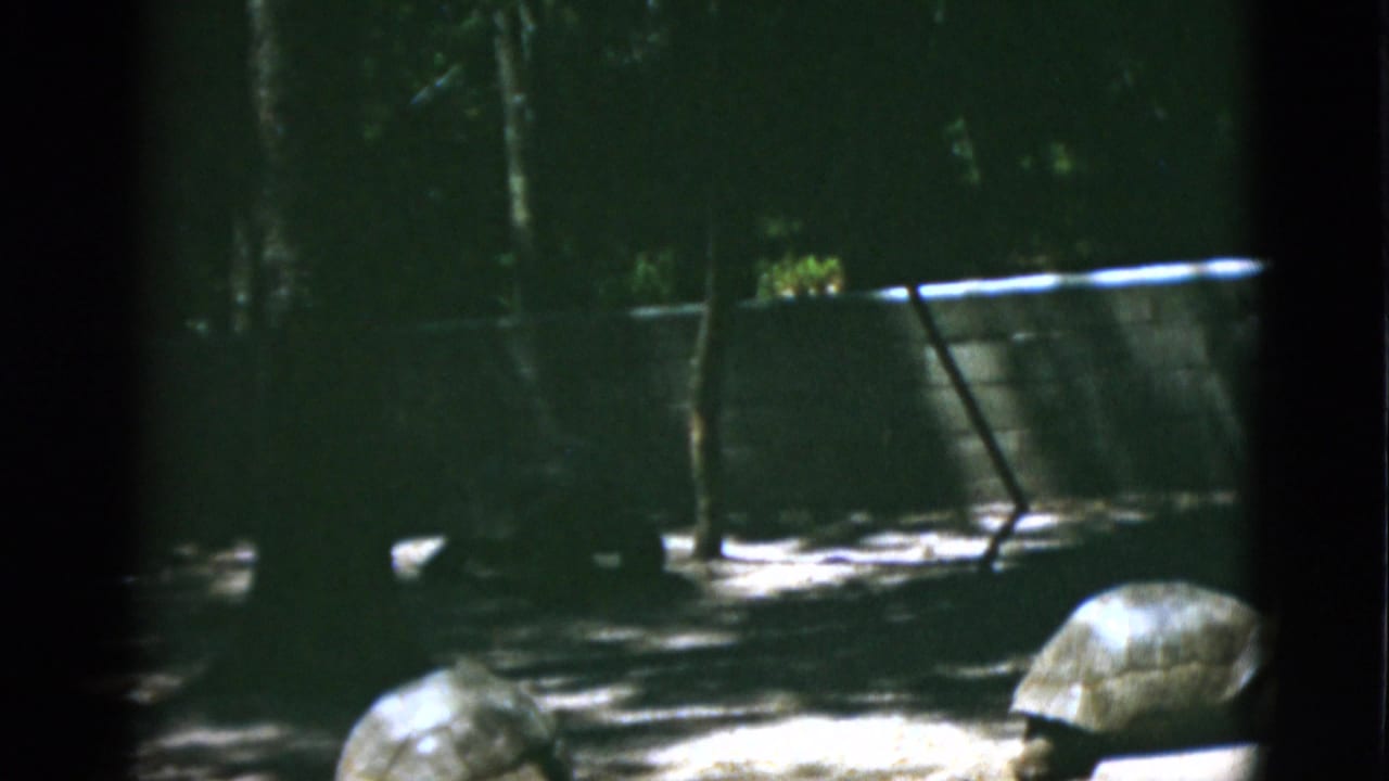 1952 Quebec 8mm frame with turtles or tortoises on sandy ground, framed by dark shade, trees, and a low zoo enclosure wall.