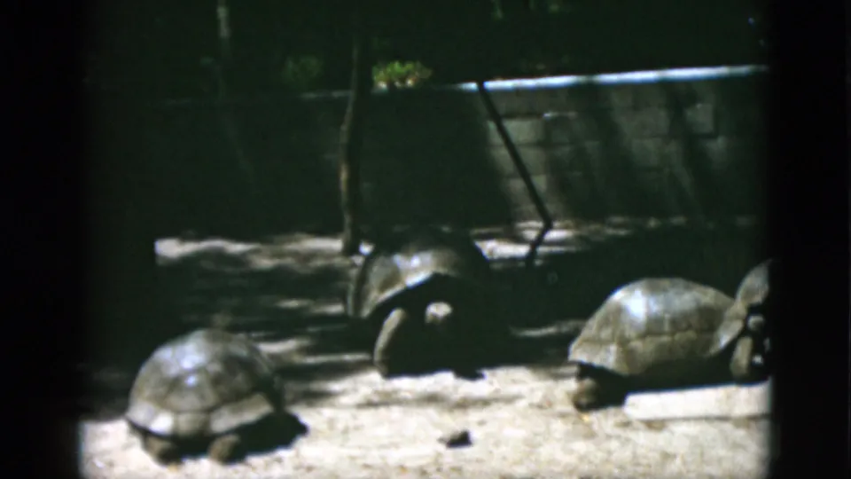 1952 Quebec zoo frame showing three turtles or tortoises spaced across sandy ground beneath trees, with a low concrete wall behind them.