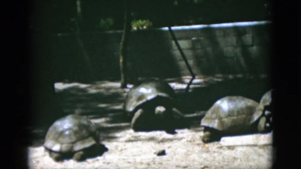 1952 Quebec 8mm frame showing three turtles or tortoises in a shaded zoo enclosure, with sandy ground, trees, and a low concrete wall.