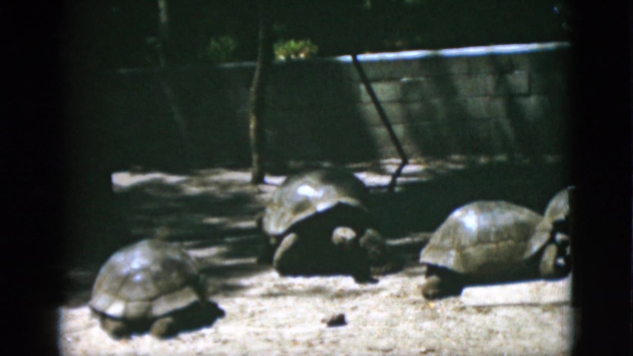 1952 Quebec home-movie frame showing several large tortoises in a sandy zoo or wildlife enclosure.