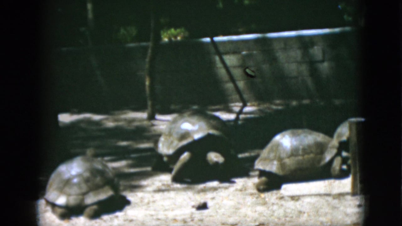 Several tortoises remain grouped on sandy ground near a low wall.