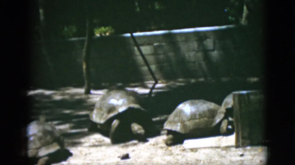 Handheld 1952 Quebec home-movie view of tortoises on sandy ground with enclosure posts and shade.