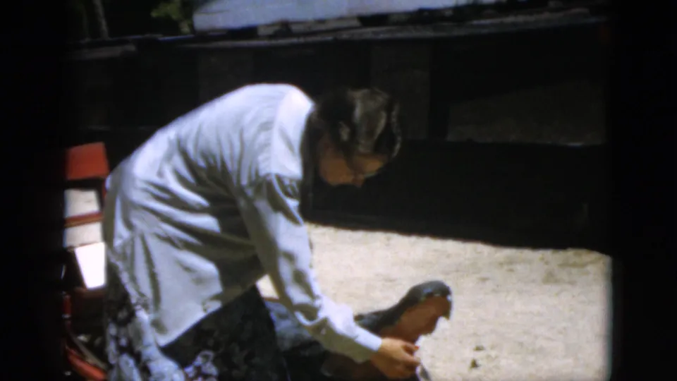 1952 Quebec frame showing an adult man in a light shirt bending toward a tortoise in the enclosure area.
