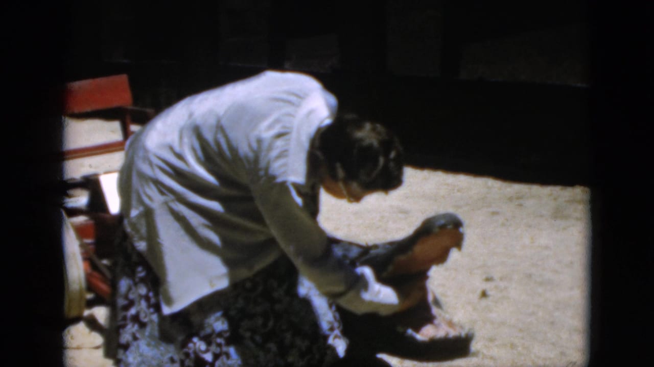 The woman bends close to the alligator, reaching near its open mouth in the zoo enclosure.