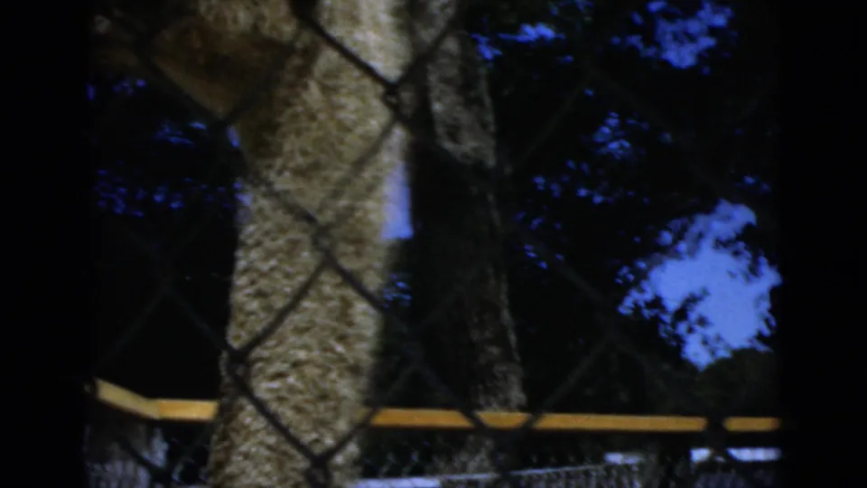A large long-necked bird, likely an ostrich or emu, stands behind chain-link fencing in the zoo area.