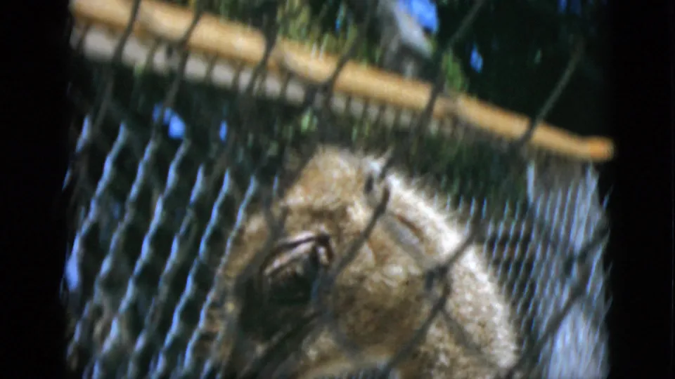 The 1952 Quebec zoo footage ends on a close view of an alligator's head behind chain-link fence.