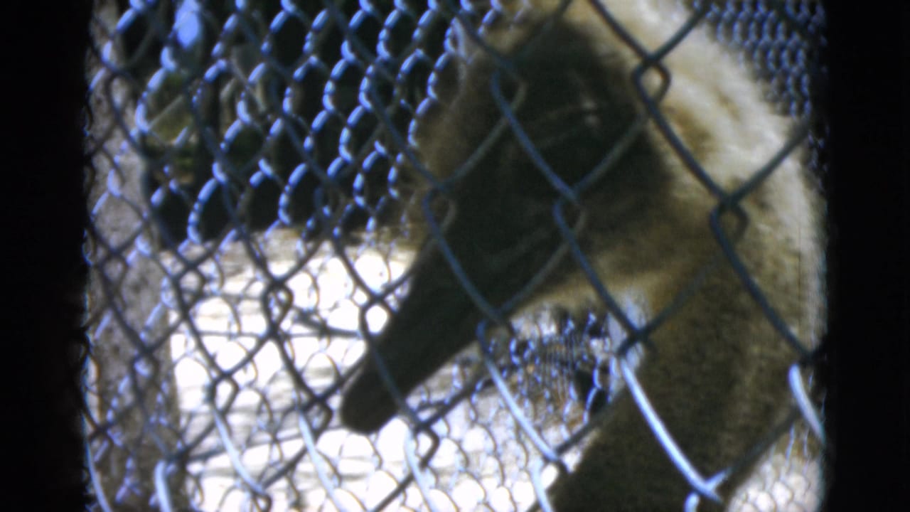 1952 Quebec 8mm frame showing an ostrich close to a chain-link enclosure fence, with dark film edges and soft focus.