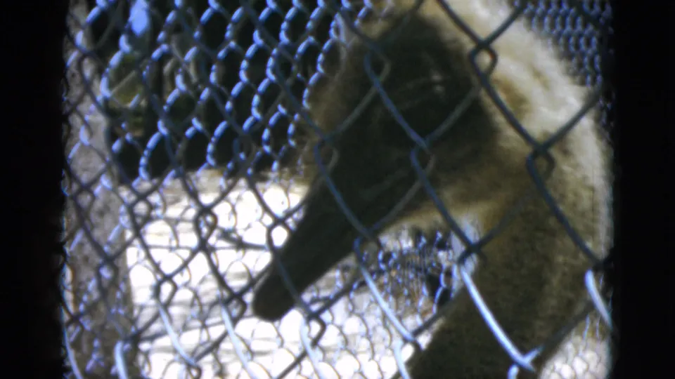 1952 Quebec 8mm frame showing an ostrich close to a chain-link enclosure fence, with dark film edges and soft focus.