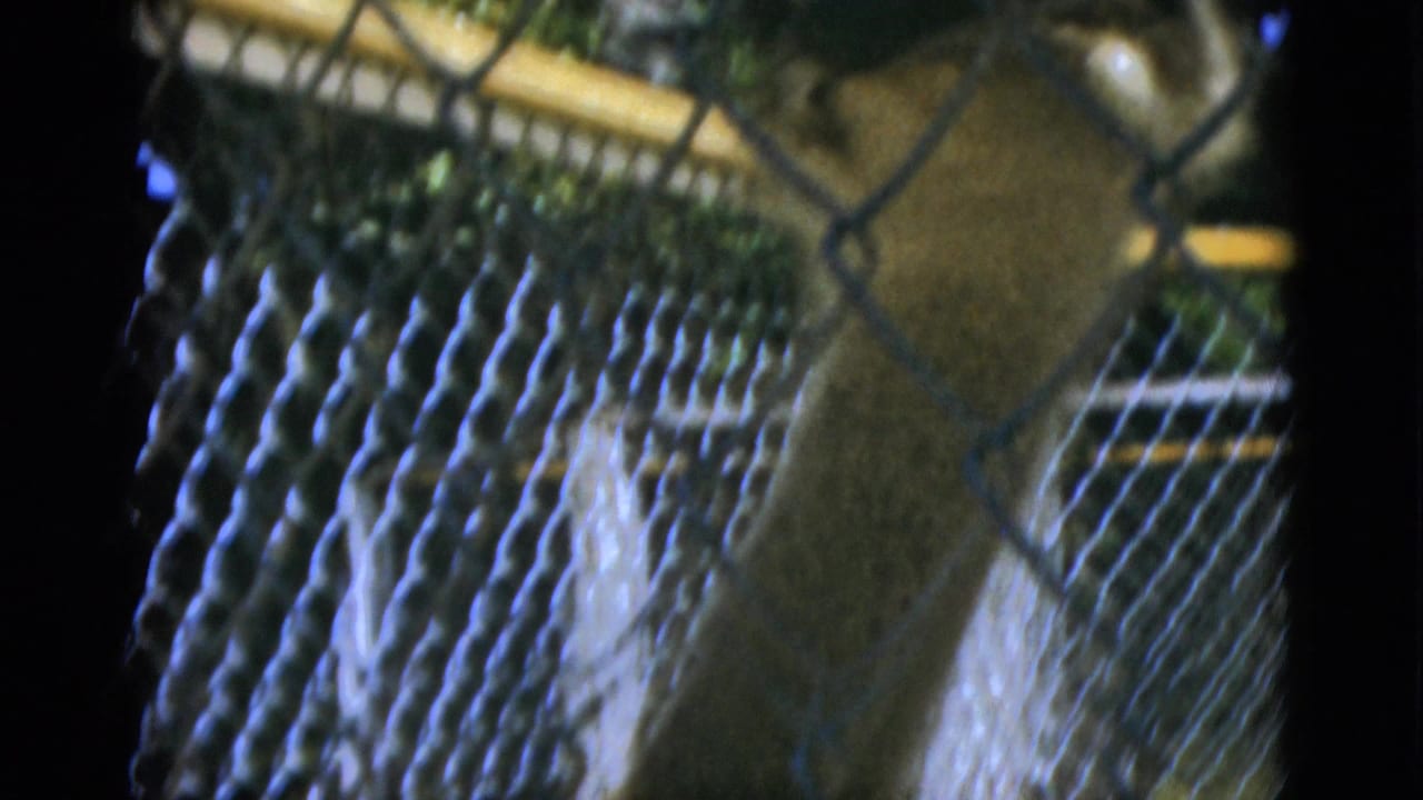 Ostrich body and neck partly visible behind chain-link mesh and rail.