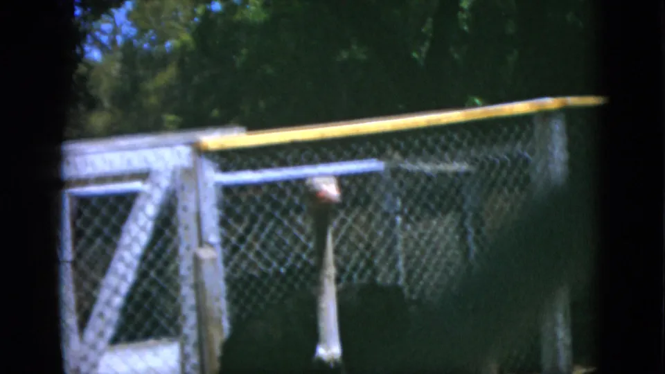 1952 Quebec 8mm frame showing a wider fenced animal enclosure, with the ostrich low and dark behind the chain-link gate.