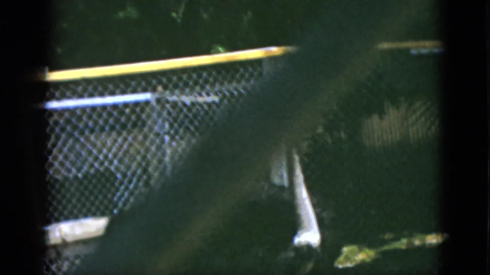 1952 Quebec home-movie frame showing the ostrich in shadow behind a chain-link enclosure, with a rail and leafy background.