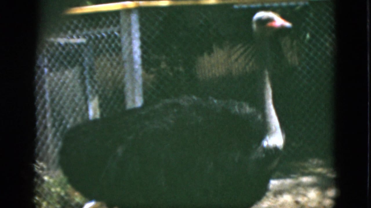 Ostrich in chain-link enclosure at a Quebec zoo, circa 1952; 8mm home movie with characteristic gate vignetting and green-warm colour cast.