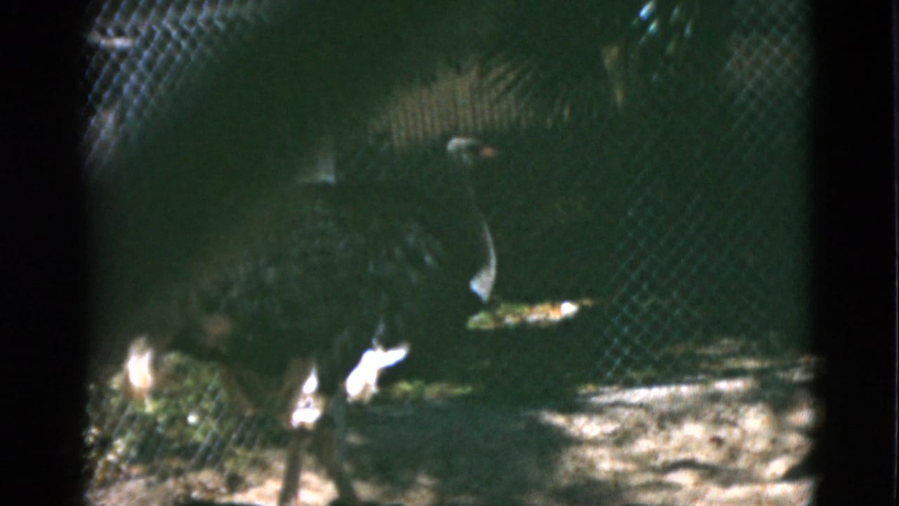 Ostrich walking in chain-link enclosure at Quebec zoo, circa 1952; 8mm home movie frame showing bird in motion.