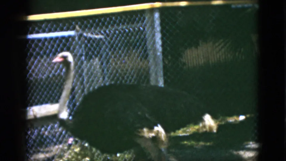 Ostrich in chain-link enclosure, Quebec zoo, circa 1952; long neck lowered toward ground, yellow film artifact visible at frame edge.