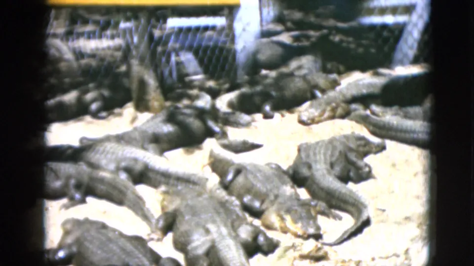 Group of alligators massed on sandy pit floor at Quebec zoo, circa 1952; 8mm home movie frame, brighter exposure than ostrich scenes.