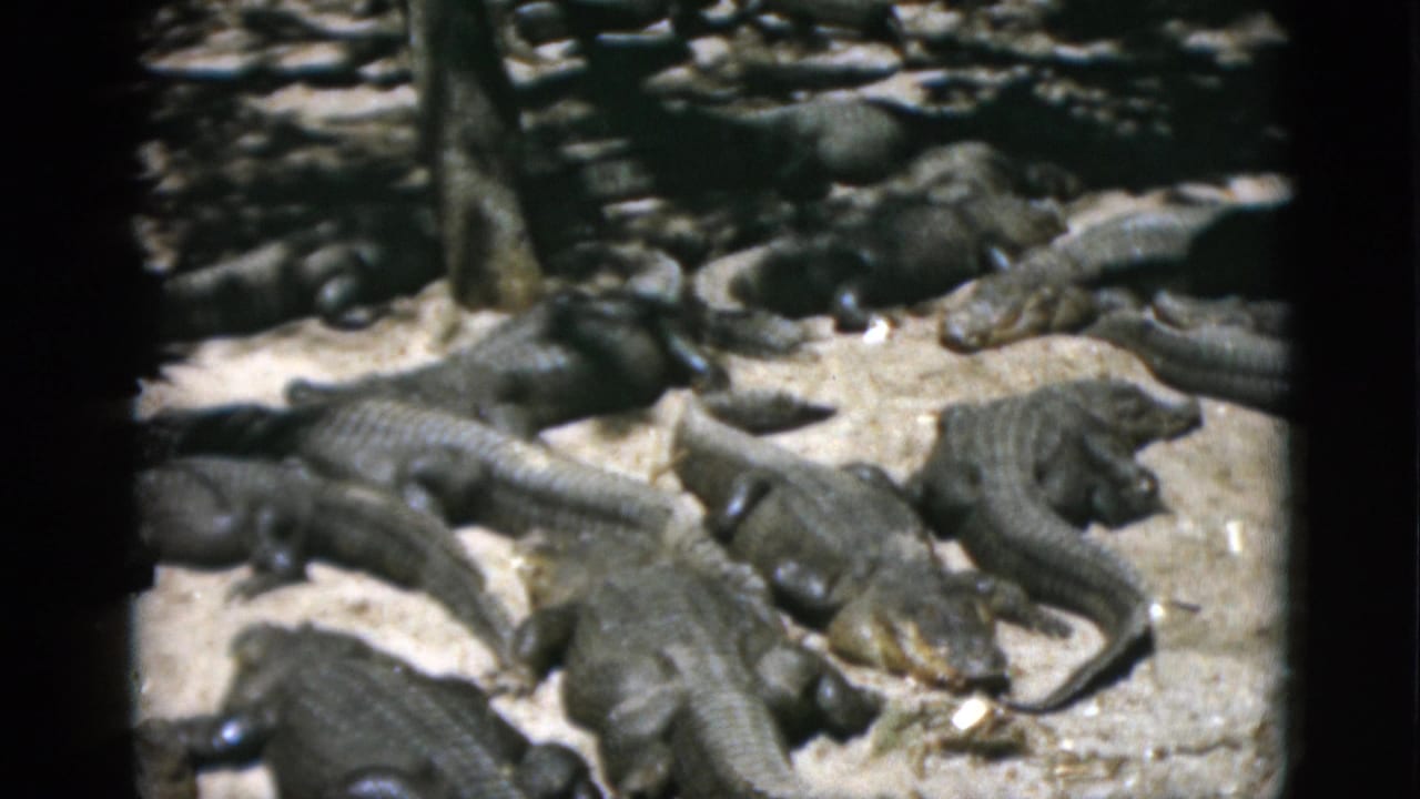 Dense cluster of alligators on pale sandy or concrete ground with a tree trunk or post visible at top; mid-century 8mm color tourist footage.