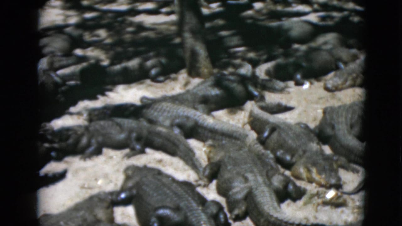 Close view of alligators densely grouped on pale ground, 8mm color film.