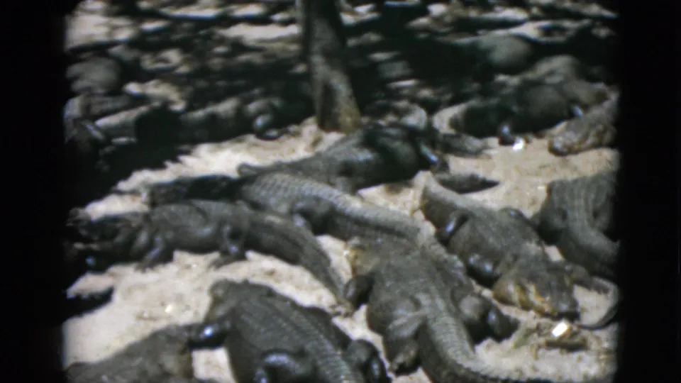 Slightly shifted angle showing dense alligator grouping on pale ground with dark background; 8mm color mid-century tourist footage.