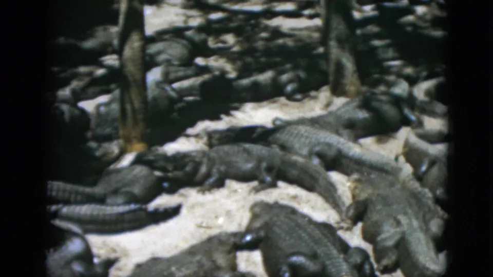 Cluster of alligators on pale sandy or concrete surface with tree trunk or post element at top; mid-century 8mm color tourist footage.