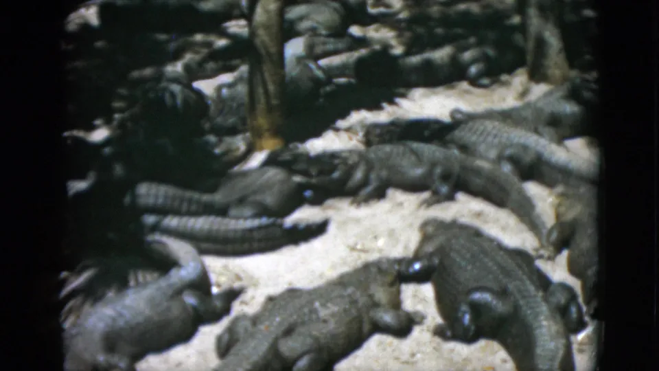 Final frame shows dense alligator grouping on pale surface with tree-like element at top; 8mm color stock, mid-century tourist footage.