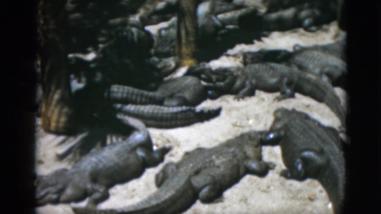 Dense congregation of alligators on pale sandy ground in an apparent captive enclosure, filmed on 8mm circa 1952.