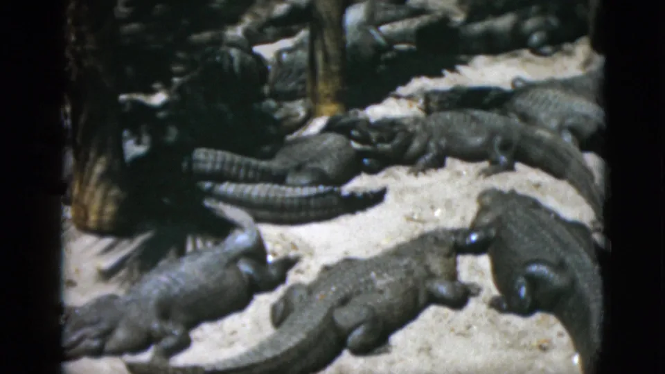 Dense congregation of alligators on pale sandy ground in an apparent captive enclosure, filmed on 8mm circa 1952.