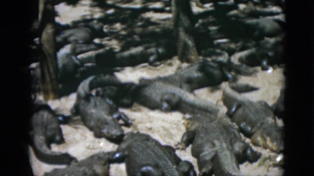 Large group of alligators clustered on pale sand, tree trunks visible at frame edges, similar composition to opening frame.