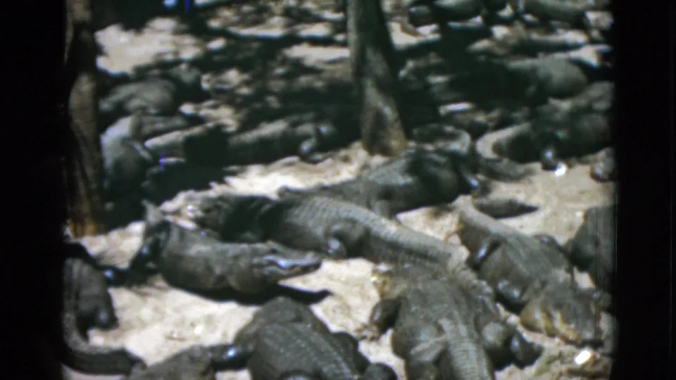 Closer framing of alligator congregation on sandy ground, likely a captive enclosure setting, 8mm film circa 1952.