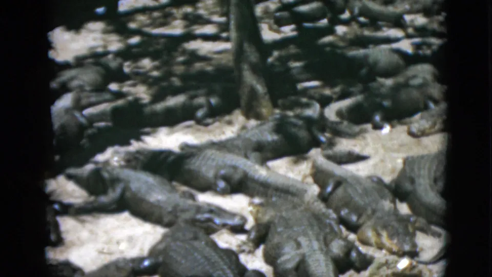 Final frame of alligators massed on pale sand in an apparent captive enclosure, 8mm film circa 1952.
