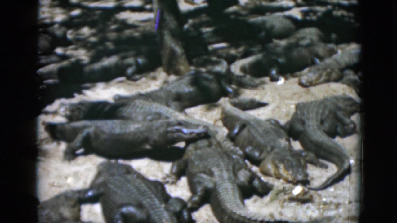 Overhead 8mm shot from circa 1952 of a dense cluster of alligators resting on a pale sandy or concrete surface, viewed from above.
