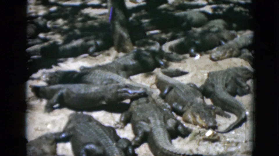 Overhead 8mm shot from circa 1952 of a dense cluster of alligators resting on a pale sandy or concrete surface, viewed from above.