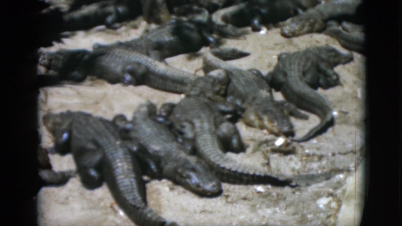 Cluster of alligators on pale surface viewed from above, 8mm film with corner vignetting.