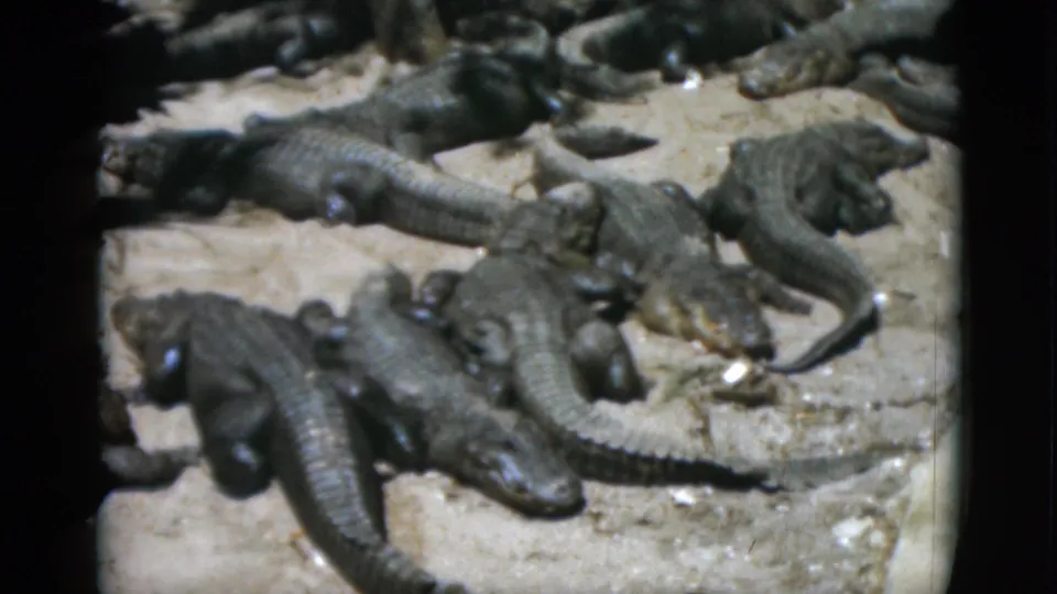 8mm frame circa 1952 showing a group of alligators resting closely together on a pale concrete or sandy surface, overhead angle.