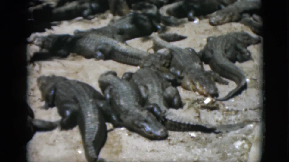 Mid-clip 8mm frame circa 1952 showing alligators in a tight group on a pale surface, with slight movement discernible between reptiles.