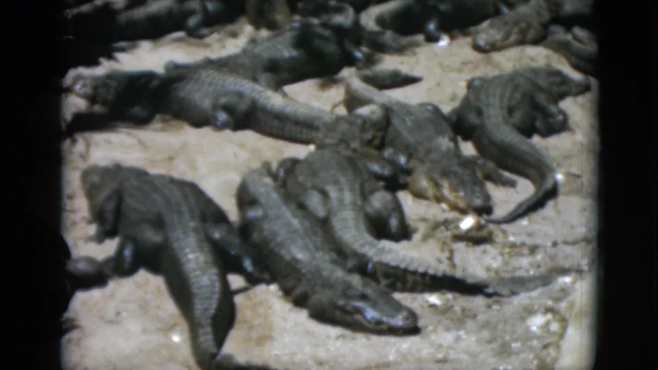 Late-clip 8mm frame circa 1952, overhead view of alligators resting on a pale concrete or sandy surface, vignetting visible at all corners.