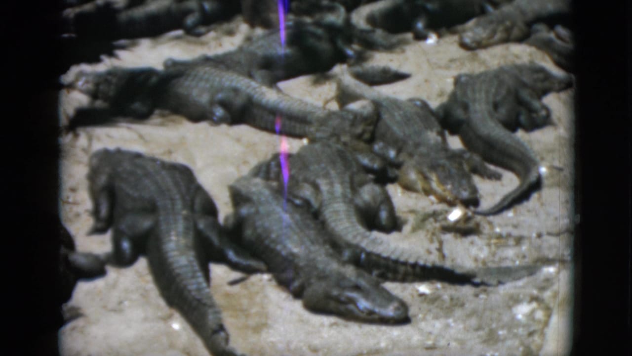 Multiple crocodilians of varying sizes packed together on pale rocky ground; circa 1952 8mm home movie, possibly a zoo or reptile-farm enclosure.