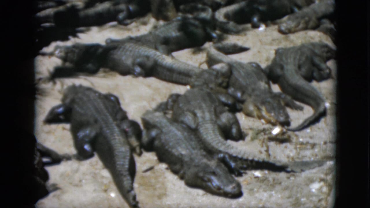 Group of crocodilians on pale rocky ground, dark scaly bodies overlapping, no film scratch visible.