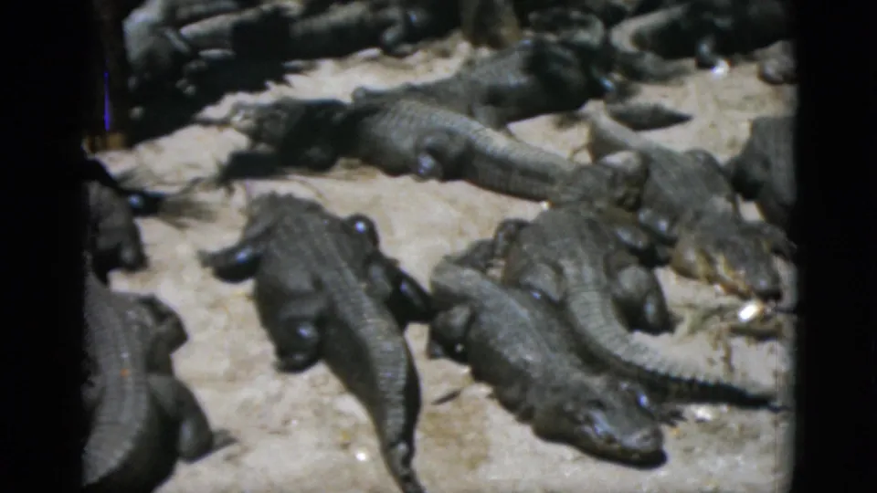Dense group of crocodilians resting on pale ground; vertical magenta scratch artifact present; circa 1952 8mm footage.