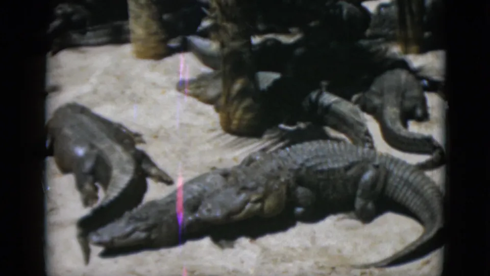 Large crocodilian prominent in foreground with others packed behind on pale ground; circa 1952 8mm footage with recurring magenta film scratch.