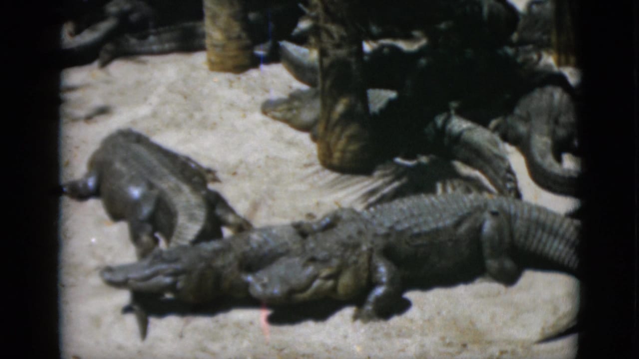 Several alligators clustered on pale sandy ground, viewed from above, dark textured scales and overlapping bodies filling the frame.