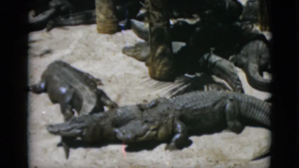 Group of alligators crowded on a sandy enclosure floor, likely at a zoo or wildlife attraction, captured on 8mm film circa 1952.