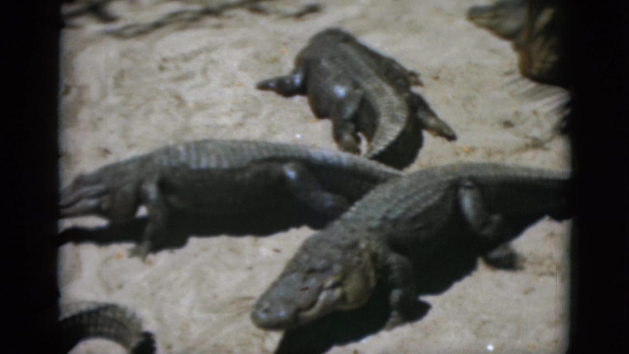 Two alligators on pale sandy ground; the foreground animal faces left in profile while a second rests behind it.