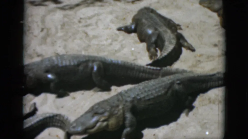 Three alligators in a sandy enclosure, two large animals in close-up foreground with clearly visible scale texture, shot on 8mm film circa 1952.